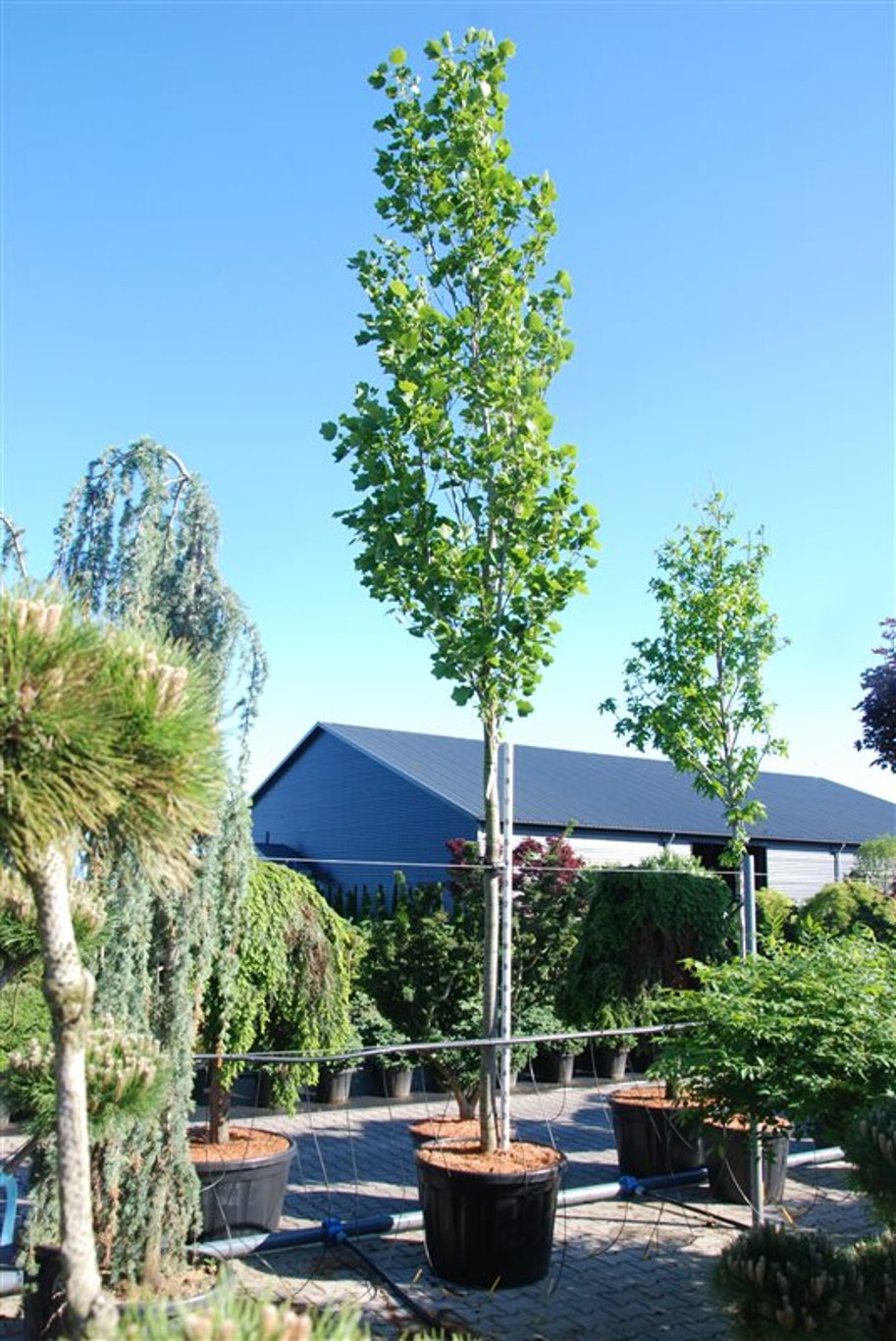 Tulpanträd – Liriodendron tulipifera 'Fastigiatum' - C280 200 cm. Stam